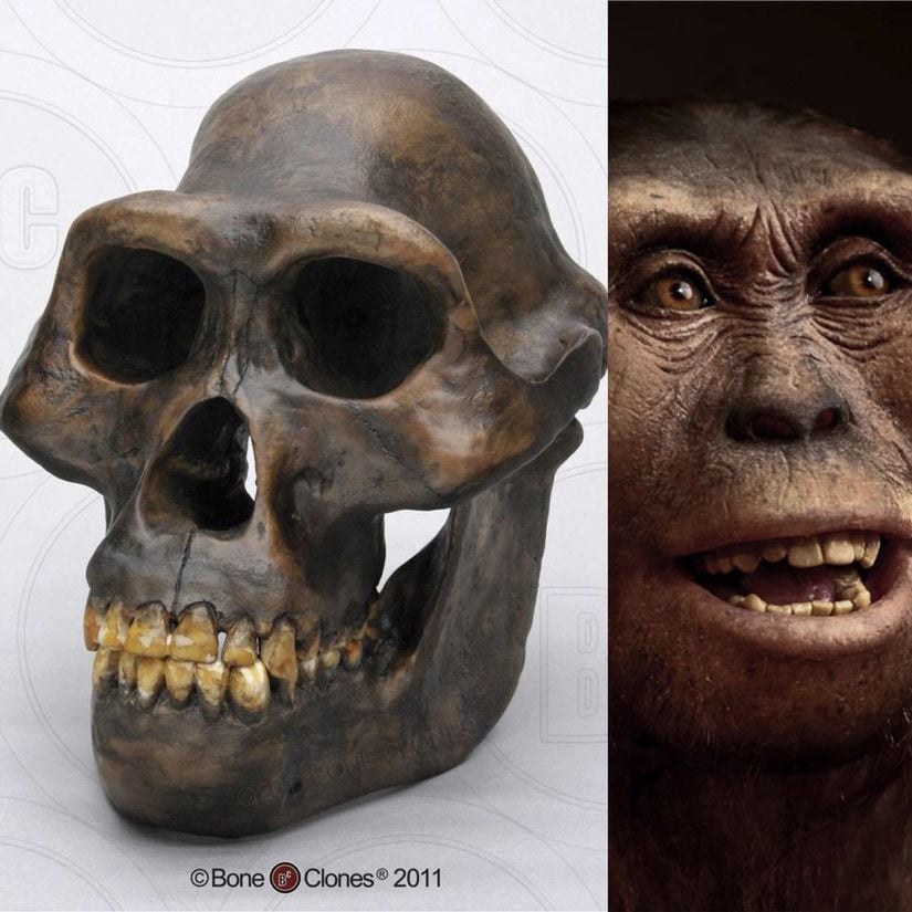 Australopithecus afarensis