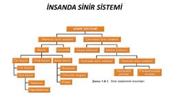 ÇEVRESEL SİNİR SİSTEMİ