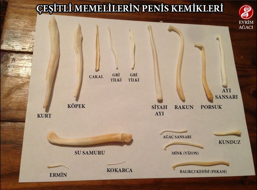 Penis Kemikleri