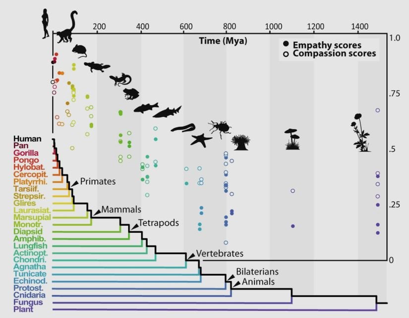 Figür 2: İnsan türüne (zaman gözetilerek) filogenetik yakınlık ile empati ve merhamet sorularına cevap olarak seçilme oranı karşılaştırmaları.