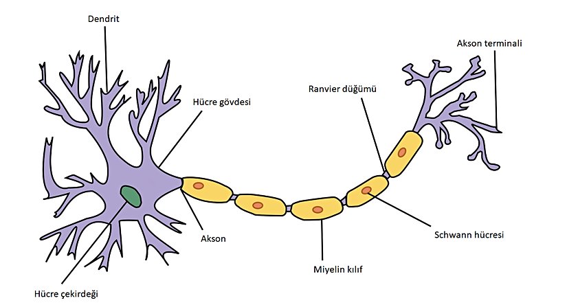 Sıradan bir hayvan nöronu