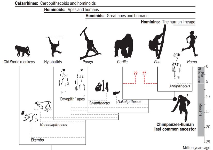 Kuyruksuz maymunların ve insanların evrimsel tarihi, büyük ölçüde eksiktir. Canlı türler arasındaki filogenetik ilişkiler, genetik veriler kullanılarak elde edilebilirken, soyu tükenmiş türlerin çoğunun konumu tartışmalıdır. Şaşırtıcı bir şekilde, goril ve şempanze soyları ile ilişkilendirilebilecek, yeterince eksiksiz fosiller, halen keşfedilmeyi bekliyor. Elimizde olan kuyruksuz maymun fosillerinin farklı konumlarını varsaymak (veya belirsizlik nedeniyle onları görmezden gelmek), şempanzelerle insanların yaşayan son ortak atası gibi önemli ata düğümlerinin rekonstrüksiyonunu belirgin bir şekilde etkiler.