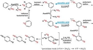 New Enzyme Reveals Pathway For Efficient Lignin Conversion