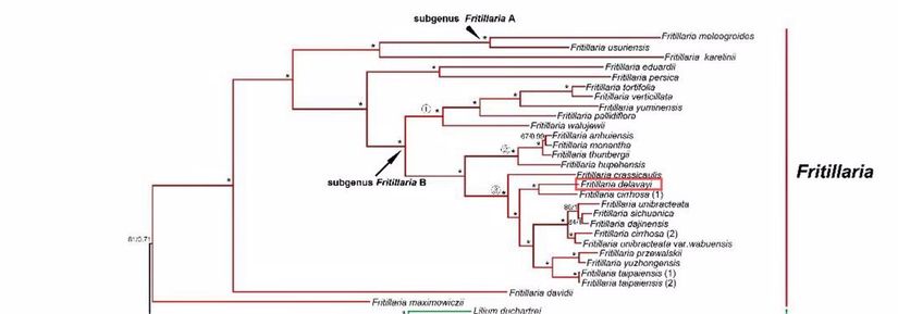 64 ortak protein kodlayan genlere dayanan maksimum olasılık (ML) ve Bayes çıkarımı (BI) analizlerinden elde edilen 52 türün filogenetik ilişkisi