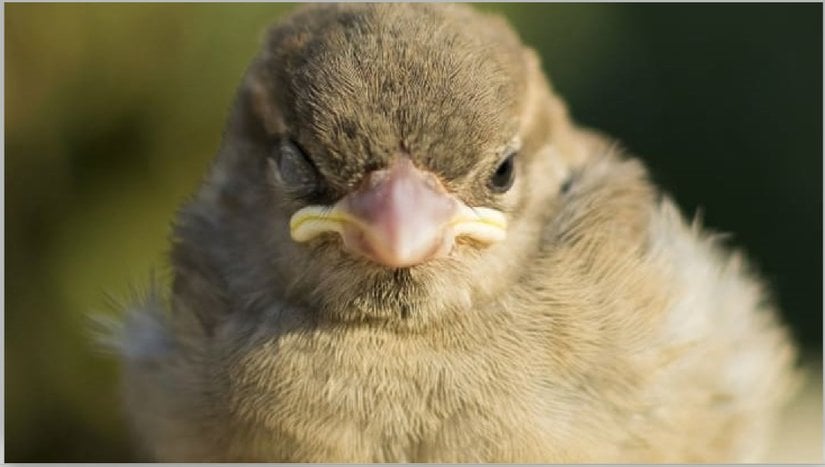 Bu kızgın bir korsan gibi görünebilir, ama aslında USWS'de olan genç bir ev serçesi.