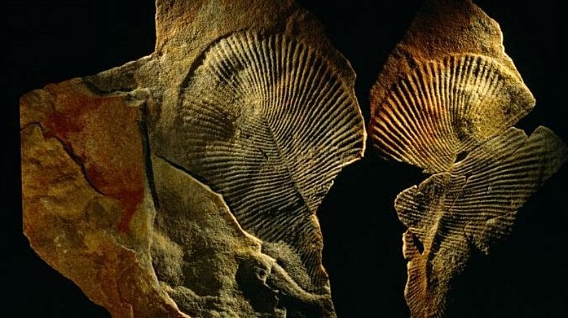 Dickinsonia - Bilinen En Eski Hayvan