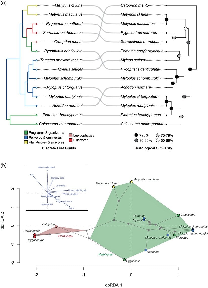 Pirana ve pacu arasındaki filogenetik ağaç. Bu iki tür ortak bir vejetaryen atadan gelmektedirler. Ancak pirananın pek çok türü hepçilken, pacular ise otçuldur.
