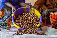 Shea Nut Prices Plunge After Nigeria Announces Ban on Exports