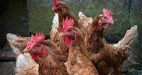 Multas de hasta 3.000 euros para quien consuma huevos de sus propias gallinas: esto dice la norma