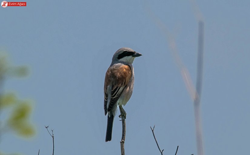 Siyah maskesi ve heterojen rengi ile erkek olduğu anlaşılıyor.