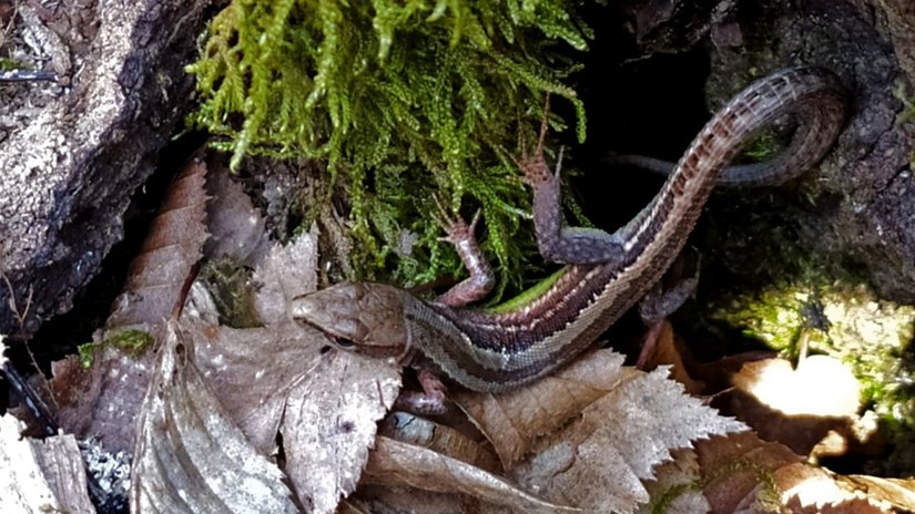 Çayır kertenkelesi (Darevskia pontica)