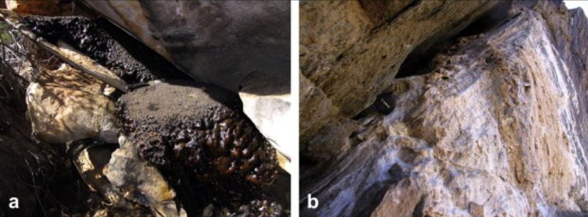 Afrika'nın Cederberg Dağlarında ve kuzey Namib Çölünde bulunan Güney Afrika damanı dışkısı