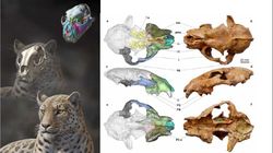 How Do We Reconstruct Extinct Organisms Using Fossils?