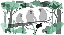 İş Birlikçi Avlanma, Sanıldığı Kadar Karmaşık Bilişsel Süreçler Gerektirmiyor!