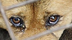 Hayvanlar “sokağa düştü”!