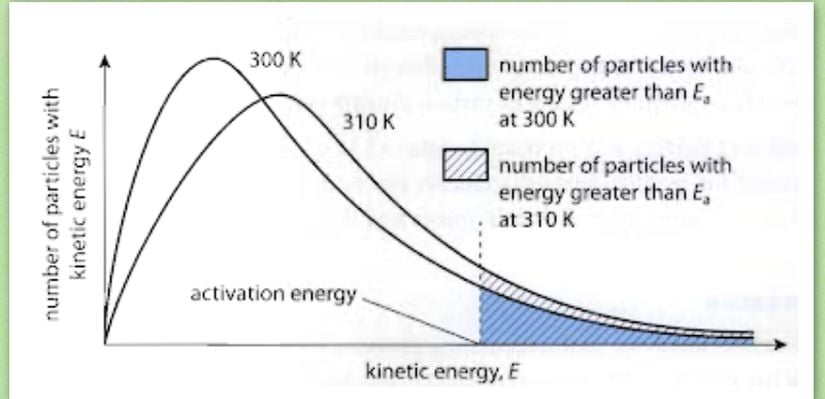 300 K ve 310 K sıcaklığında Maxwell-Boltzmann Dağılımı