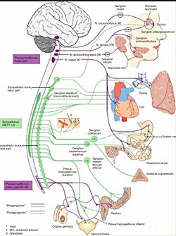 İç organlarımızda yaşanan yaralanma,ağrı,enfeksiyon gibi travma sonucu ektremitelerimizde bir ağrı görülür mü ? Görülüyorsa eğer sebebi nedir ?