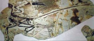 Microraptor'un Uçuşu