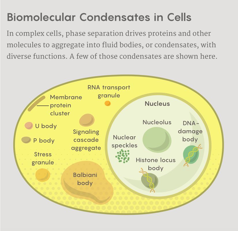 Gelişmiş hücrelerde faz ayrışması, proteinleri ve diğer molekülleri sıvı damlacıklarda birikmeye veya çeşitli işlevlere sahip yoğuşmalara yönlendirir. Bu görselde bazı yoğuşma çeşitleri gösterilmiştir.