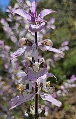 Ankara Ayaş İlçesi Yağmurdede Köyü Çay yolunda Ayaz Musa'nın Kirazlı Bağı'nda görüp de rengine, şekline ve kokusuna hayran olduğum bu  bitki nedir?