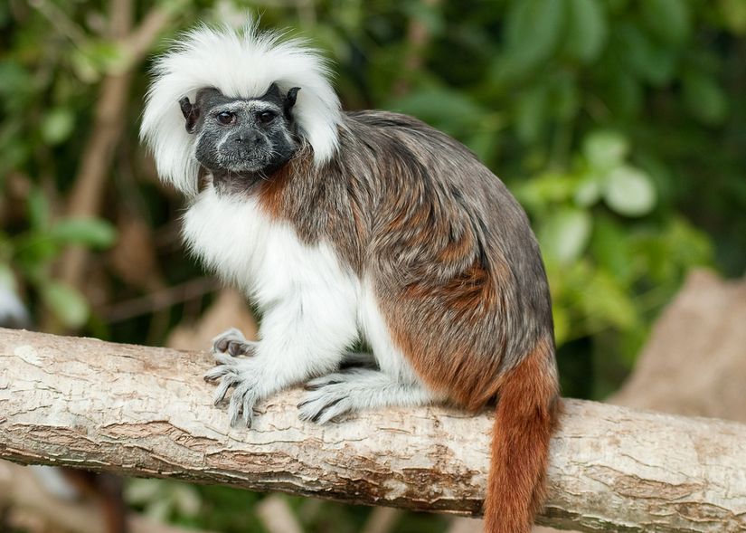 Saguinus oedipus