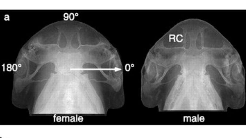 Bone kafalı köpekbalığında eşeysel dimofizm