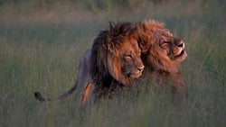 Aşırı Baskınlık ve Cinsel Zıtlık: Eşcinselliğin Yaygınlığını Açıklayabilecek 2 Genetik Hipotez