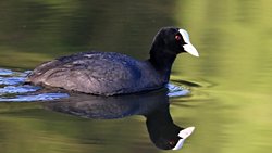 Sakarmeke (Fulica atra)