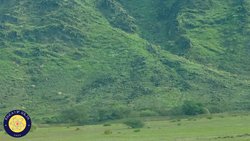 Arap Yarımadası Yeşile Mi Büründü?