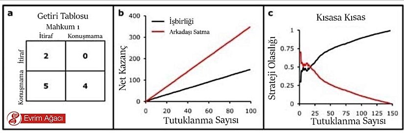 Şekil 2: Mahkum İkilemi: Mahkum 1 tarafından bakıldığında getiri matrisi (a), her ikisi için de en iyi getiri tarafların sessiz kalması ile sağlanır (her iki taraf için getiri 4). Bunun yanında her iki tarafta işbirliği yapar ve itiraf ederse taraflar ceza indirimi alır (her iki taraf için getiri 2). Suçu itiraf etmesi ve sessiz kalan tarafı ifşa etmesi halinde işbirlikçi mahkum ödüllendirilerek olası en yüksek getiriyi elde eder (itirafçı için getiri 5, sessiz kalanın getirisi 0). İşbirliği stratejisi her zaman hakim strateji olmaktadır (b). Tekrarlanan durumlarda Mahkum İkilemi oyununda her iki mahkumun da çok daha uzun bir süre tutuklanma olasılığı bulunmaktadır. Mahkumlar arasındaki işbirliği bir önceki tutuklanma tarafından etkilenen kısasa kısas stratejisi (tit-for-tat) üzerinden gelişebilir/evrimleşebilir(c). Kısasa kısas stratejisinde, mahkumun ilk tutuklanmada sessiz kalacağı ama daha sonra bir diğer tutuklanma için rakibinin stratejisini kabul edeceği var sayılır. İşbirliği ile karşılaşılma olasılığı yüksekse, işbirliği evrimsel bir sabit stratejiye dönüşür. Kaynak:  2012 Nature Education All rights reserved.
