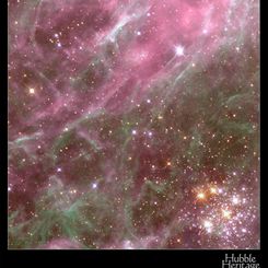 Denizen of the Tarantula Nebula