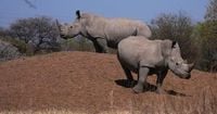 South African conservationists mark World Rhino Day amid rising poaching threat | Africanews