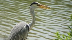 Gri balıkçıl (Ardea cinerea)