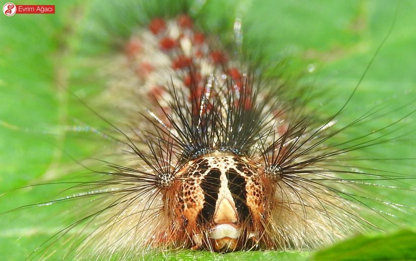 Çingene güvesi (Lymantria dispar) tırtılı/larvası.