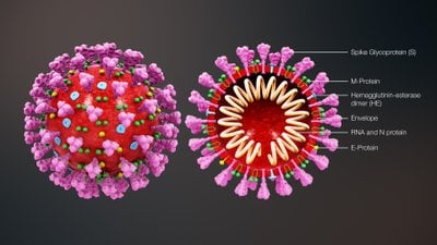 Koronavirüs Epidemiyolojisi ve Salgının Geleceğine Yönelik Modeller: COVID-19 Salgınından Neler Öğrendik?