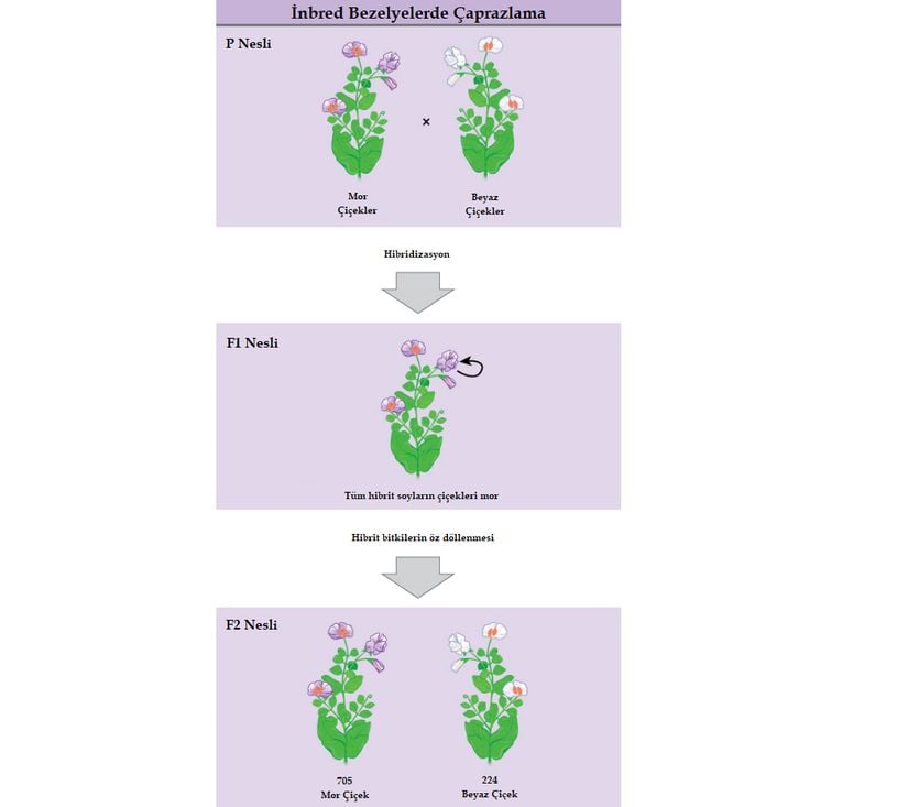 Mendel'in çiçek rengi üzerine yaptığı çaprazlamalar