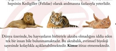 Kedigiller, İnsan ve Şempanze