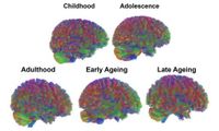 Scientists map five different stages of human aging throughout life