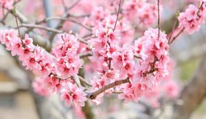 Spring Flowers Bloom Amid Cold Weather In Mie Prefecture