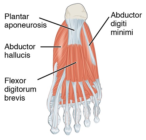 Plantar Aponevroz