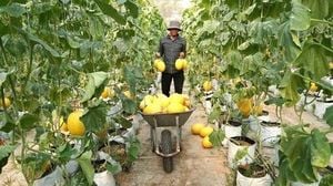 Vietnamese Farmers Embrace Technology For Sustainable Growth
