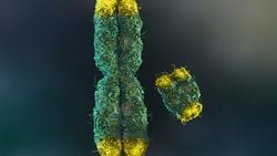 Y Kromozomu Yok Mu Oluyor? - Tartışmanın İki Tarafı