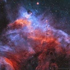 Gum 37 and the Southern Tadpoles