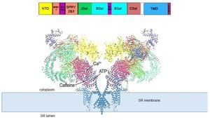 New Insights Into RyR1 Channel Gaiting Revolutionize Calcium Regulation