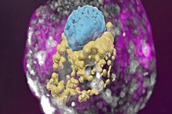 Laboratuvar ortamında kök hücreden embriyo üretilmesi ve yapay rahim teknolojisi kullanılarak insan embriyosunun geliştirilmesi hakkında bilgi verebilir misiniz?