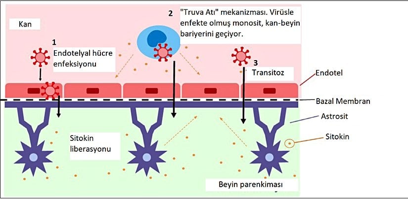 Koronavirüsün beyne geçişinin 3 farklı olası mekanizması.