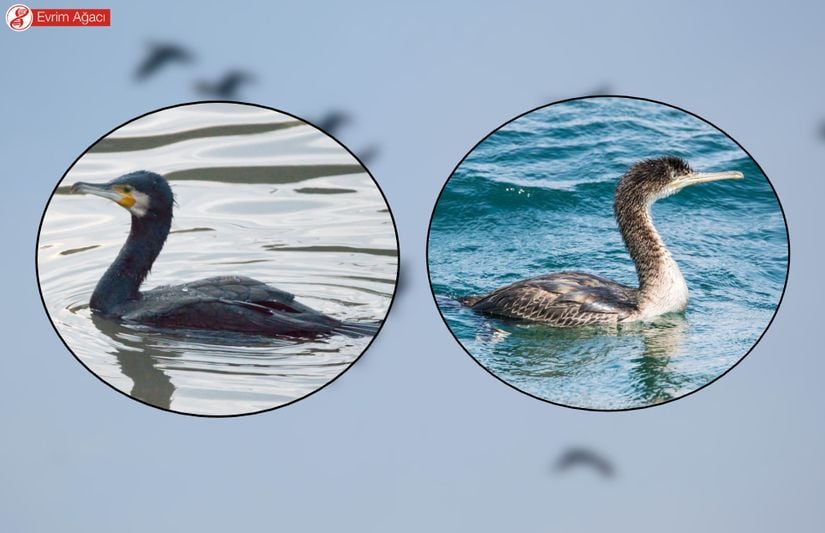 Yaygın karabatak (Phalacrocorax carbo) ve tepeli karabatak (Phalacrocorax aristotelis) türlerinin morfolojik farkları. Karabatak için kalın gaga (solda) ve tepeli karabatak için ince gaga (sağda) dikkat çekicidir.