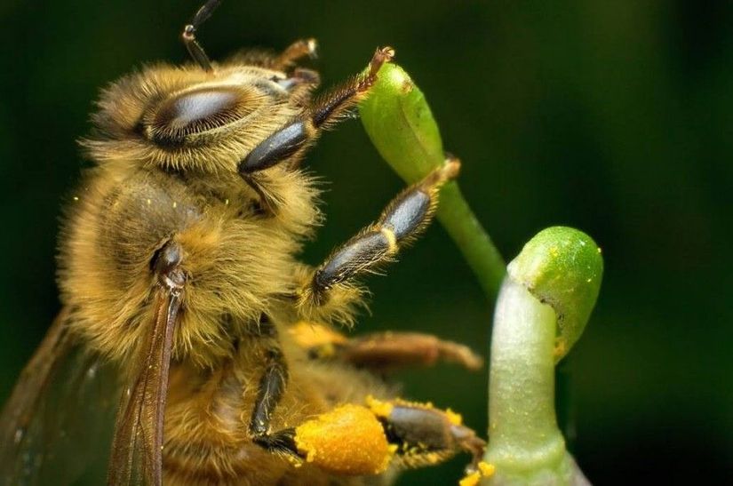 Türü belirtilmemiş bir arı... Bacaklarına ve vücuduna yapışmış sarı renkteki polenlere dikkat. Evrimsel süreçte bitkiler ile böcekler çok sıkı bir karşılıklı evrim sürecinden geçmişlerdir ve günümüzde halen birbirlerine sıkı sıkıya bağımlıdırlar. Fotoğrafın ilginç sayılabilecek bir tarafı ise, fotoğrafçı Eric Noeske'nin arı fobisi olması ve bu fotoğrafı çekmeye çalışırken korkusunu bastırmak için epey terlemiş olması... Bu korkuya rağmen harika bir kare yakalamış. Fiziksel olarak devasa olan türümüzün, bu ufacık böceklerden bu kadar korkması bizi hep etkilemiştir.