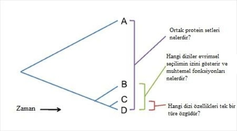 Farklı filogenetik mesafelerde genomların karşılaştırılması özel soruların ele alınmasını sağlar.