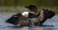 Earth Day 2025: 6 animals to celebrate